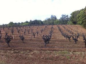 Sonoma - Old Vines