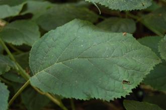 Hydrangea arborescens Leaf (27/07/2013, Kew Gardens, London)