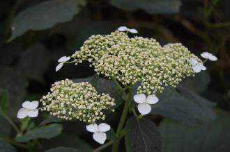 Hydrangea arborescens Flower (27/07/2013, Kew Gardens, London)