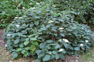 Hydrangea arborescens (27/07/2013, Kew Gardens, London)