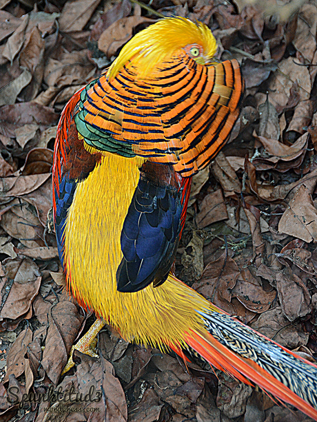 River Safari – Golden Pheasant