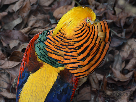 Golden Pheasant