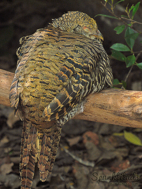 Golden Pheasant