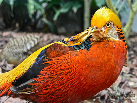 Golden Pheasant