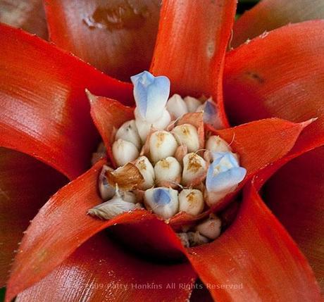 Bromeliads Canistropsis billbergioides forma azurea bromeliad © 2009 Patty Hankins