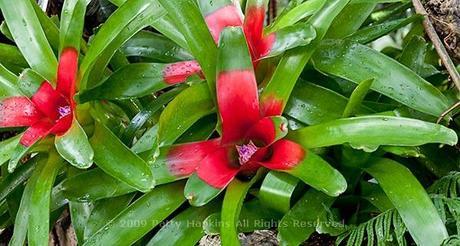 Bromeliads Neoregelia compacta Bromeliad © 2009 Patty Hankins