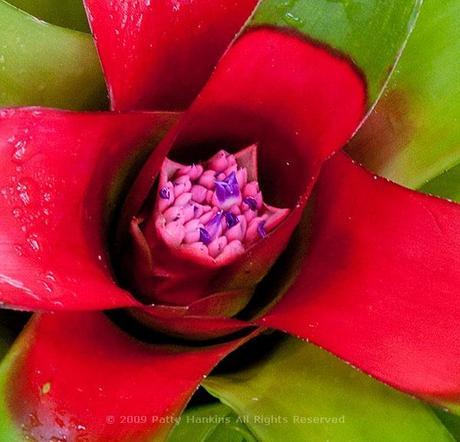 Bromeliads Neoregelia compacta Bromeliad © 2009 Patty Hankins