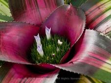Bromeliads