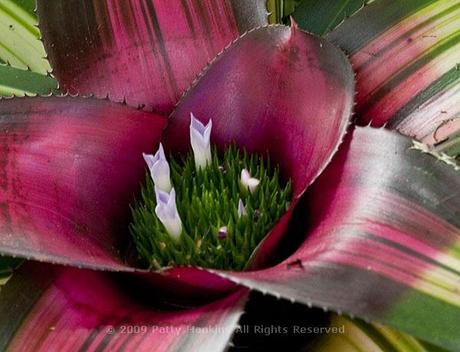 Bromeliads Reverse Morado Bromeliad © 2009 Patty Hankins