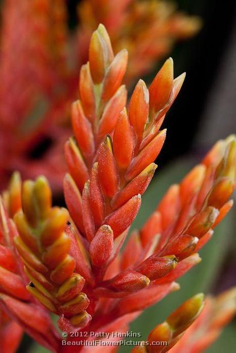 Bromeliads Patricia (achemea bromeliad) © 2012 Patty Hankins