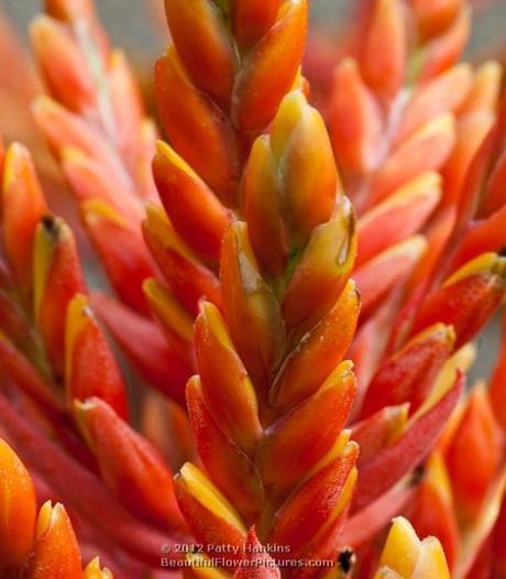 Bromeliads Patricia (achemea bromeliad) © 2012 Patty Hankins