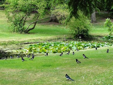 The Botanic Gardens