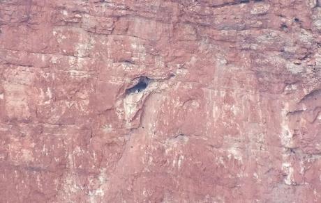 Condor sits in entrance of Battleship Nest - Grand Canyon