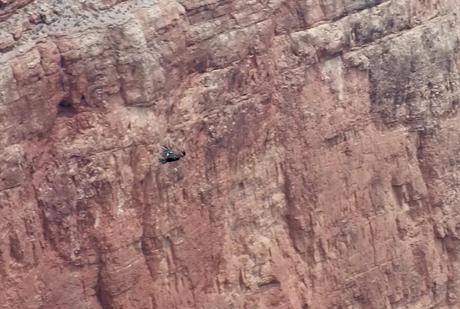 Condor in flight near Battleship Rock -  Grand Canyon