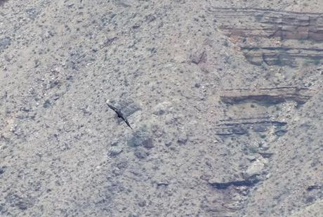 Condor in flight over Grand Canyon