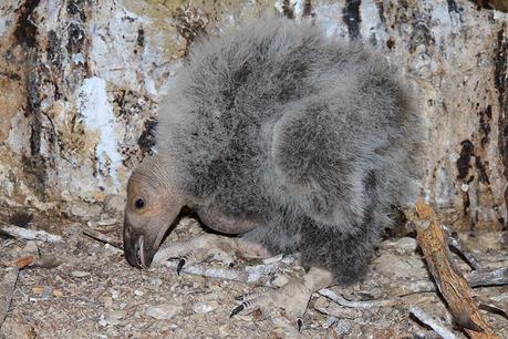 Condor Nestling at 38 days old at Battleship Nest - Grand Canyon