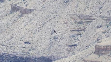 Condor in flight beside Battleship Rock Grand Canyon