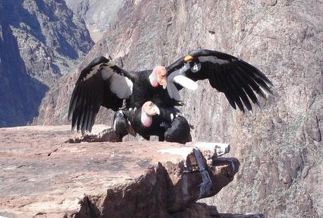 Condors number 4 & 80 mate in Grand Canyon