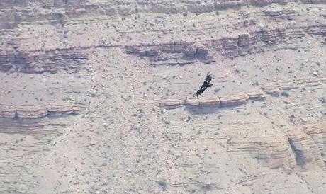 Condor soars above Grand Canyon