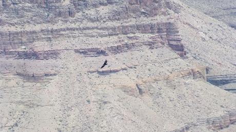 Condor in flight through Grand Canyon