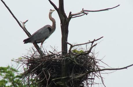 great blue heron - standing on nest gives me a look  - oxtongue lake - ontario