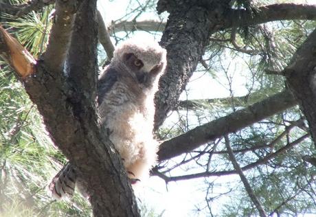 Great Horned Owl - baby 1 looks to down from tree limp - Thicksons Woods - Whitby - Ontario