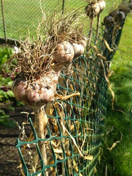 drying garlic