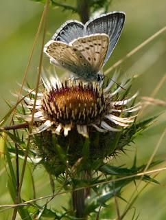 Chalkhill Blue OMFL!!