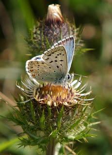 Chalkhill Blue OMFL!!