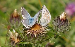 Chalkhill Blue OMFL!!
