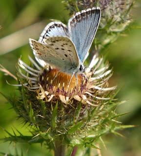 Chalkhill Blue OMFL!!