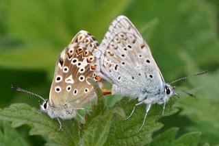 Chalkhill Blue OMFL!!