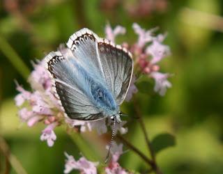 Chalkhill Blue OMFL!!