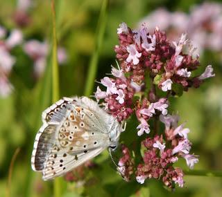 Chalkhill Blue OMFL!!