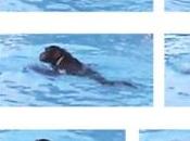 Chimp Seen Swimming First Time
