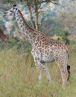 Why don't giraffes fall over more often?