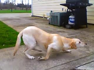 VIDEO: DOG Becomes Intoxicated After Visiting the Vet!