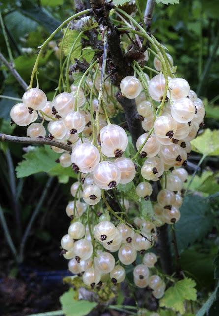 White Currants and Elderflowers