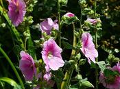 Hollyhocks Bumble Bees