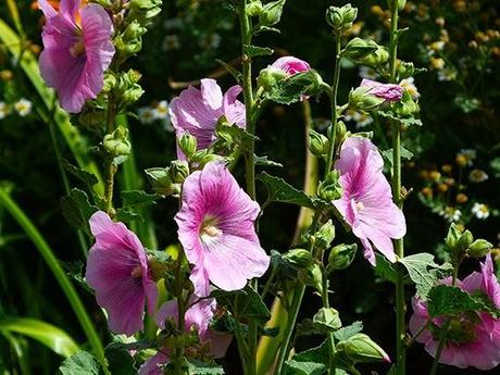 Hollyhocks and Bumble Bees