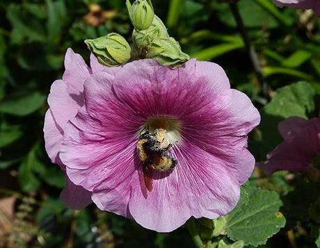 Hollyhocks and Bumble Bees