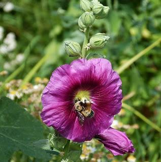 Hollyhocks and Bumble Bees