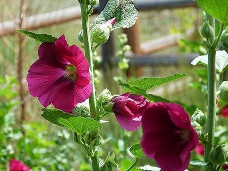 Hollyhocks and Bumble Bees