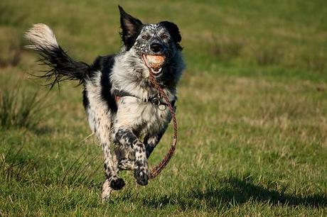 playing fetch