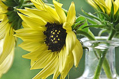 Starring Sunflower