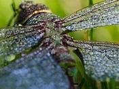 Dragonflies Take Their Daily Shower