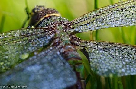 Dragonflies Take Their Daily Shower