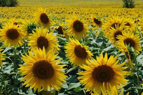 Sunflower Fields in Tuscany