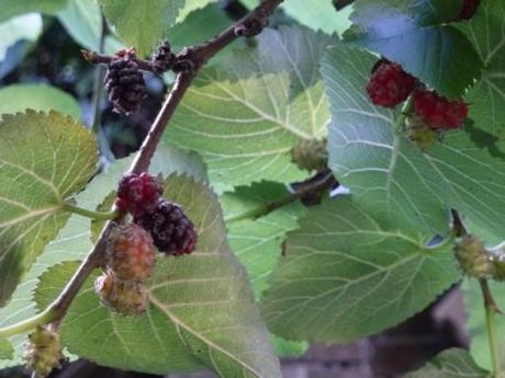 mulberries ripen on bush