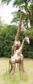 The giraffes of Lincolnshire